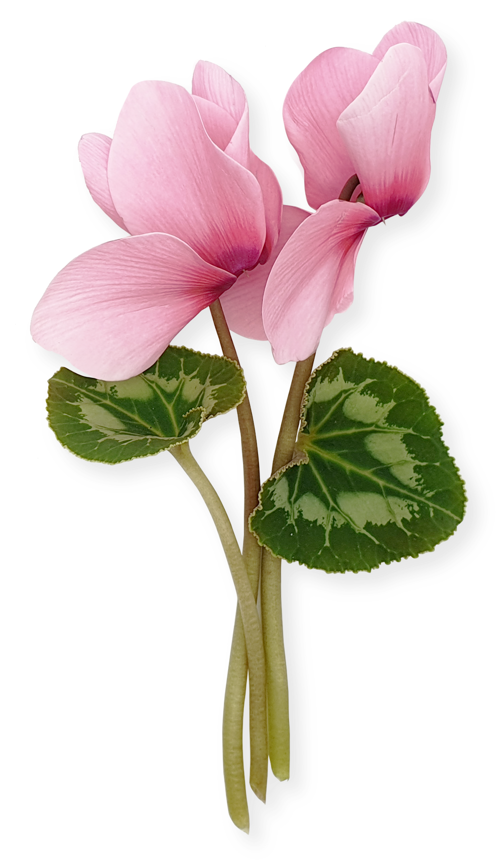 Cyclamen